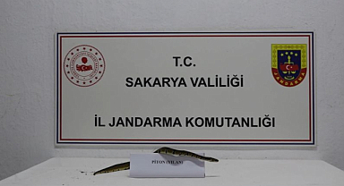 Arabacı alanında Kraliyet Pitonu ele geçirildi